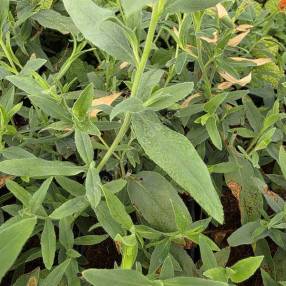 Feuillage vert et large de l’Epilobium canum latifolium