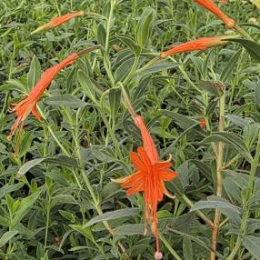Grandes fleurs rouge écarlate du Fuchsia de Californie