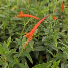Epilobium canum subsp. latifolium Fuchsia de Californie à grandes feuilles