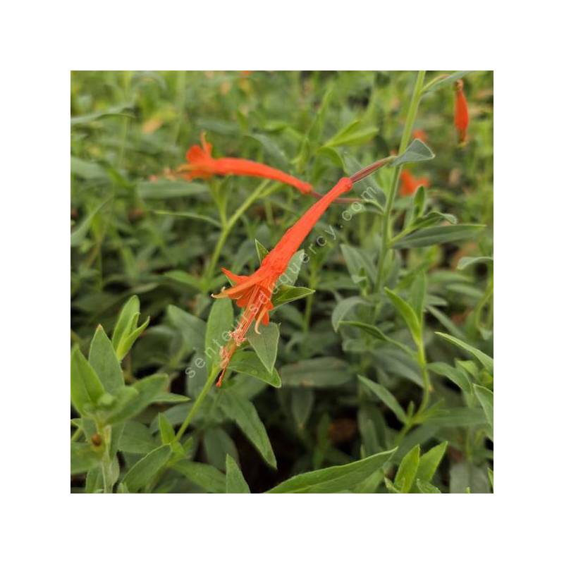 Epilobium canum subsp. latifolium Fuchsia de Californie à grandes feuilles