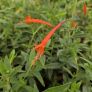 Epilobium canum subsp. latifolium Fuchsia de Californie à grandes feuilles