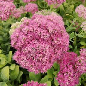 Hylotelephium Abbey Dore Grand Sédum en floraison