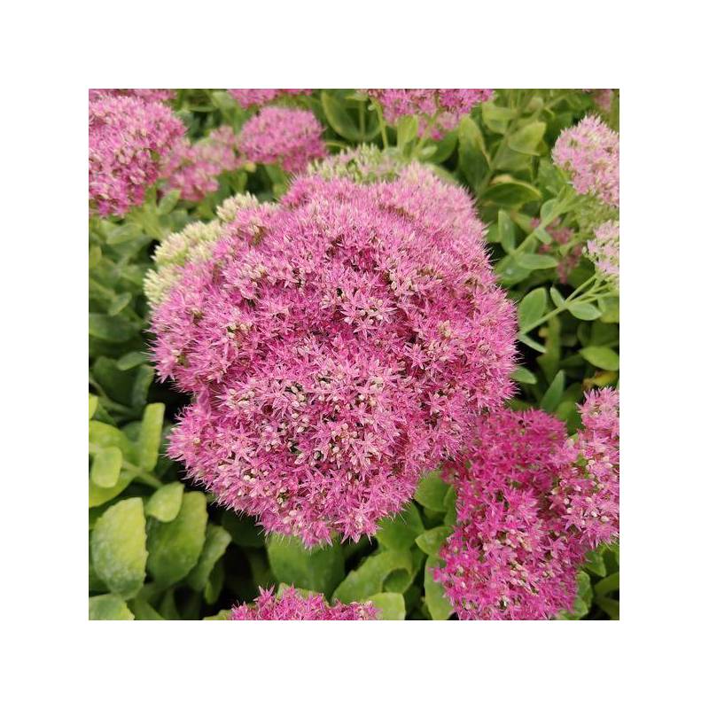 Hylotelephium Abbey Dore Grand Sédum en floraison