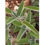 Phlomis longifolia - Sauge de Jérusalem à longue feuille