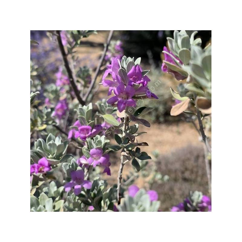 Sauge du Texas en floraison rose dans un jardin sec