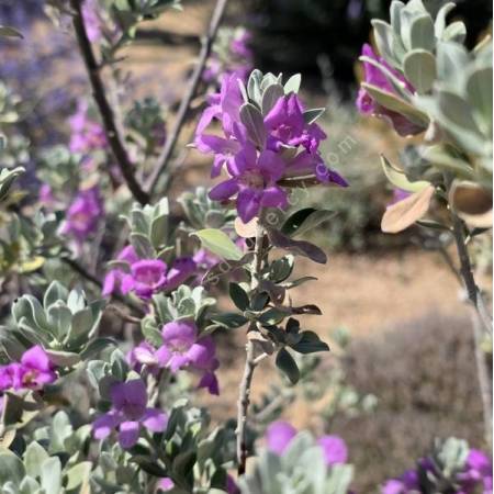 Sauge du Texas en floraison rose dans un jardin sec