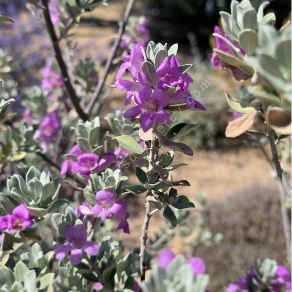 Sauge du Texas en floraison rose dans un jardin sec