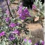 Sauge du Texas en floraison rose dans un jardin sec