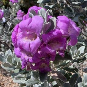 Fleurs roses tubulaires de Leucophyllum frutescens
