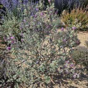 Leucophyllum frutescens Sauge du désert au feuillage gris argenté