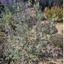 Leucophyllum frutescens Sauge du désert au feuillage gris argenté