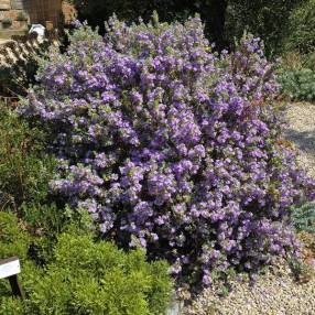 Sauge du Rio Bravo couverte de fleurs lavande en été