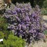 Sauge du Rio Bravo couverte de fleurs lavande en été