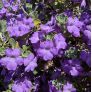 Fleurs tubulaires lavande de Leucophyllum langmaniae