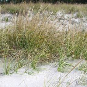 Ammophila breviligulata – Oyat américain des dunes