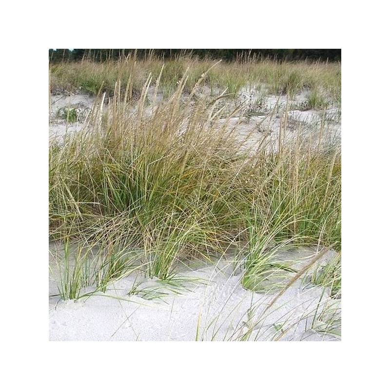 Ammophila breviligulata – Oyat américain des dunes