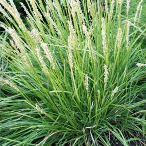 Sesleria autumnalis – Seslérie d’automne chartreuse