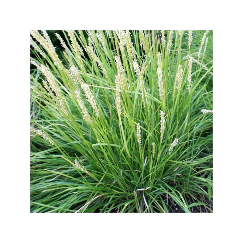 Sesleria autumnalis – Seslérie d’automne chartreuse