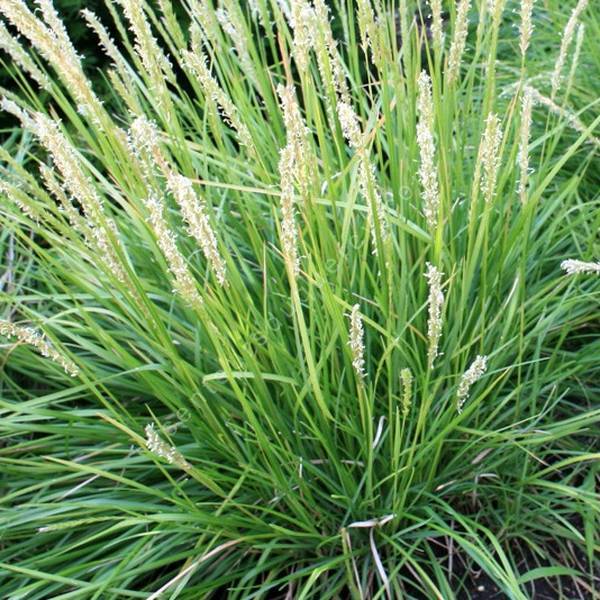Sesleria autumnalis – Seslérie d’automne chartreuse