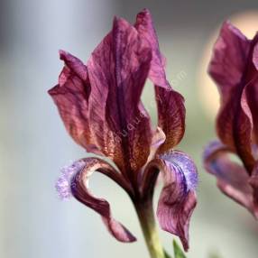 Iris suaveolens var. violacea - Iris des rocailles