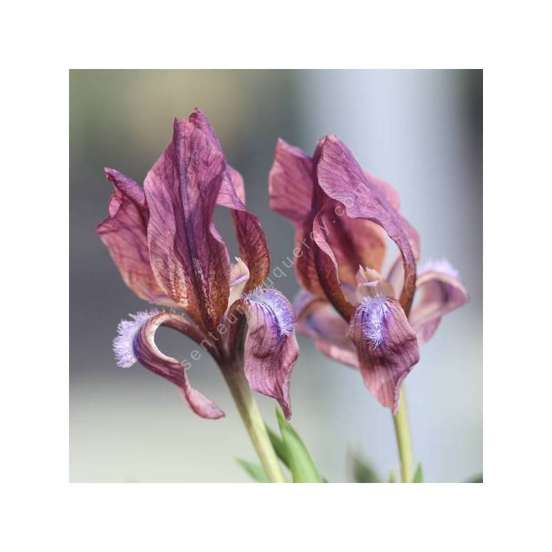 Iris suaveolens var. violacea - Iris des rocailles