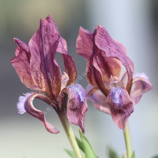 Iris suaveolens var. violacea - Iris des rocailles