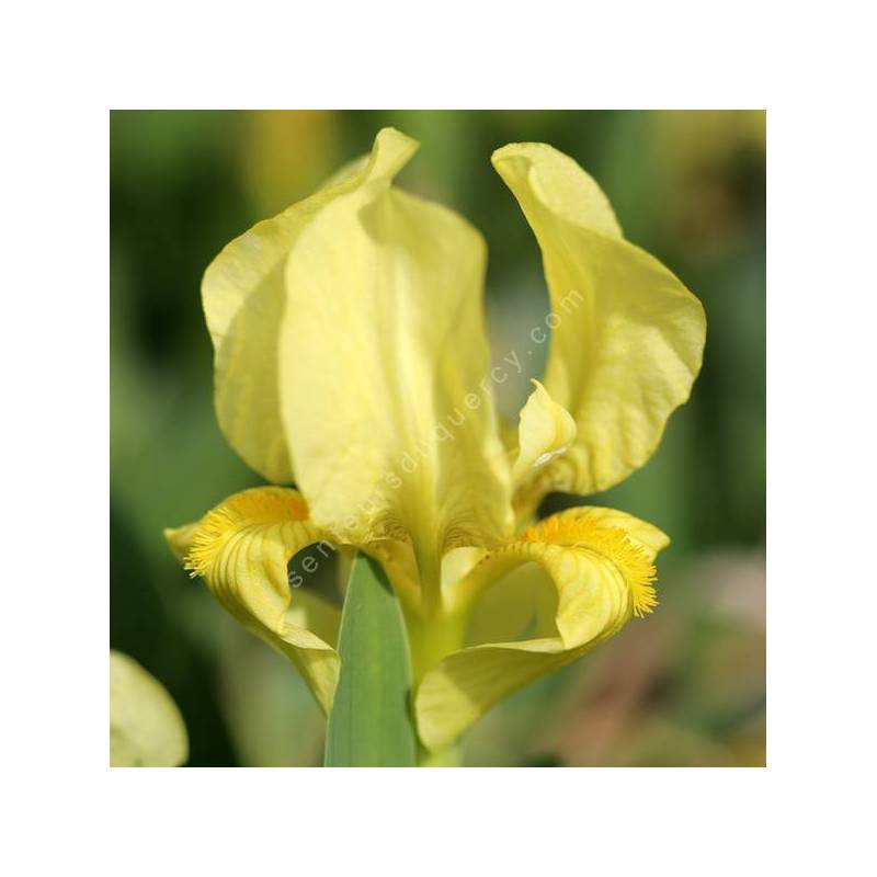 Iris lutescens ‘Cadaqués’ à fleurs jaune beurre