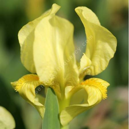 Iris lutescens ‘Cadaqués’ à fleurs jaune beurre