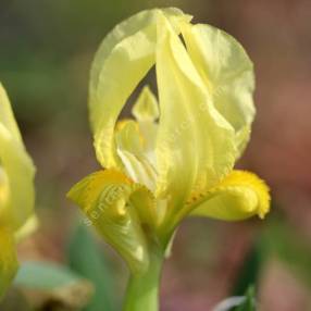 Sélection catalane d’Iris lutescens en fleurs