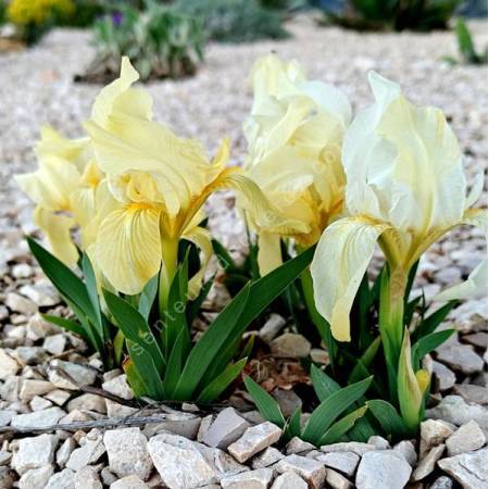 Iris lutescens 'Jaune' - Iris des garrigues