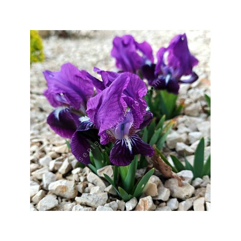 Iris lutescens 'Violet' - Iris des garrigues