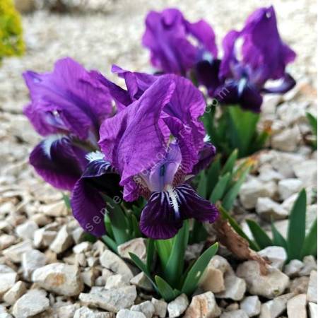Iris lutescens 'Violet' - Iris des garrigues
