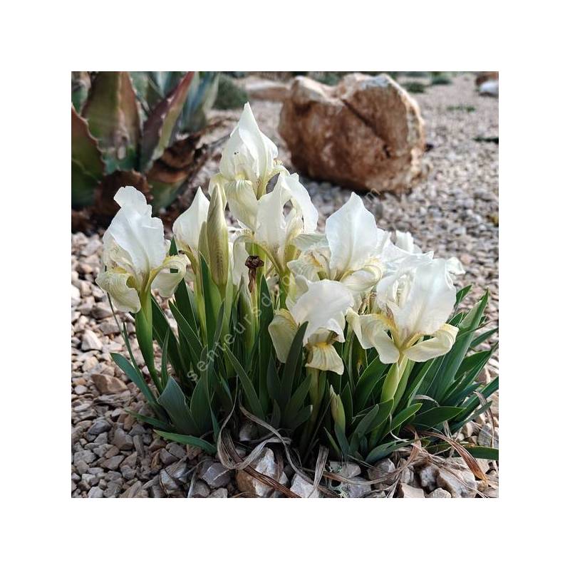 Iris lutescens 'Blanc' - Iris des garrigues