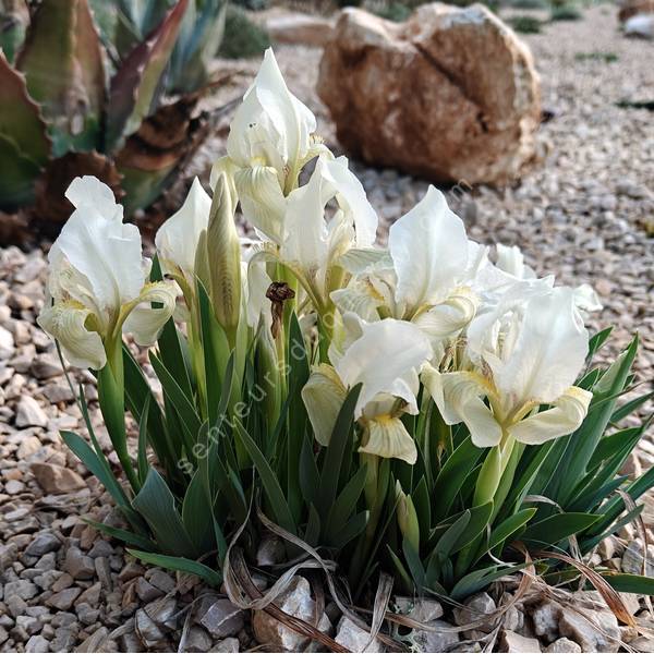 Iris lutescens 'Blanc' - Iris des garrigues