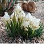 Iris lutescens 'Blanc' - Iris des garrigues
