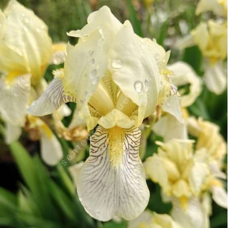 Iris variegata f. flavescens