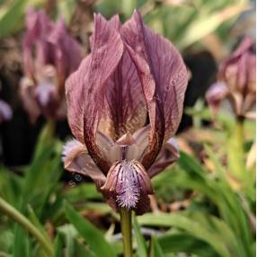 Iris suaveolens var. violacea - Iris des rocailles