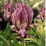 Iris suaveolens var. violacea - Iris des rocailles