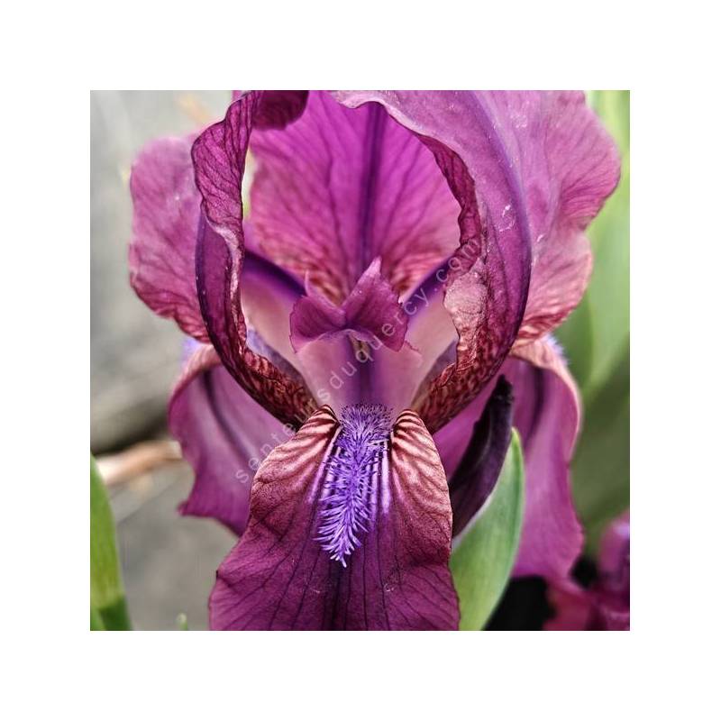Iris furcata en fleurs