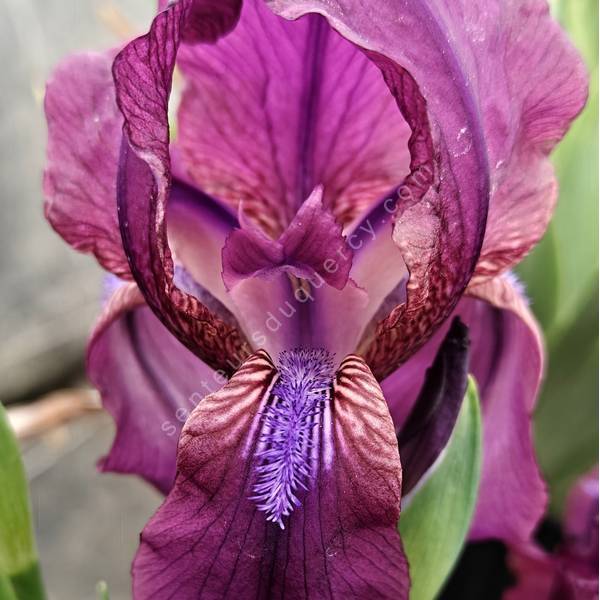 Iris furcata en fleurs
