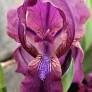 Iris furcata en fleurs