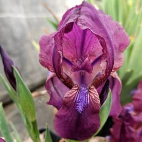 Iris fourchu aux fleurs violet bleuté