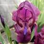 Iris fourchu aux fleurs violet bleuté