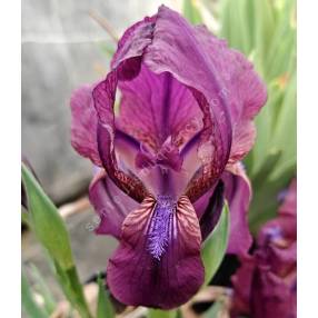 Fleurs violettes de l’Iris fourchu