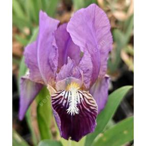 Iris revoluta en fleurs