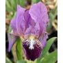 Iris revoluta en fleurs