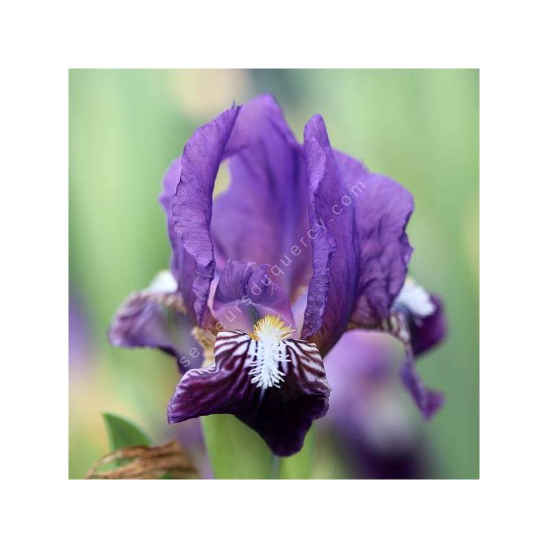 Iris du Salento aux fleurs violet sombre