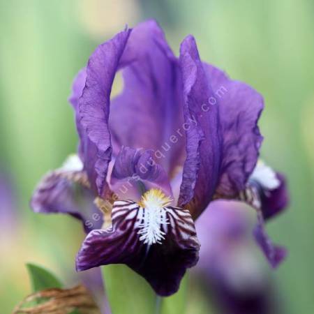 Iris du Salento aux fleurs violet sombre