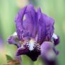 Iris du Salento aux fleurs violet sombre
