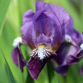 Fleur parfumée d’Iris revoluta